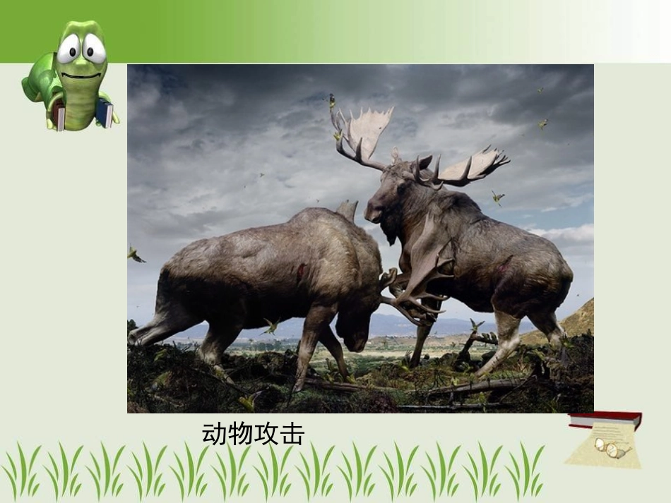 动物行为特点_第3页