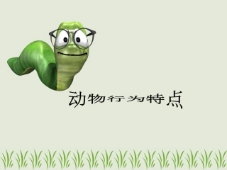 动物行为特点