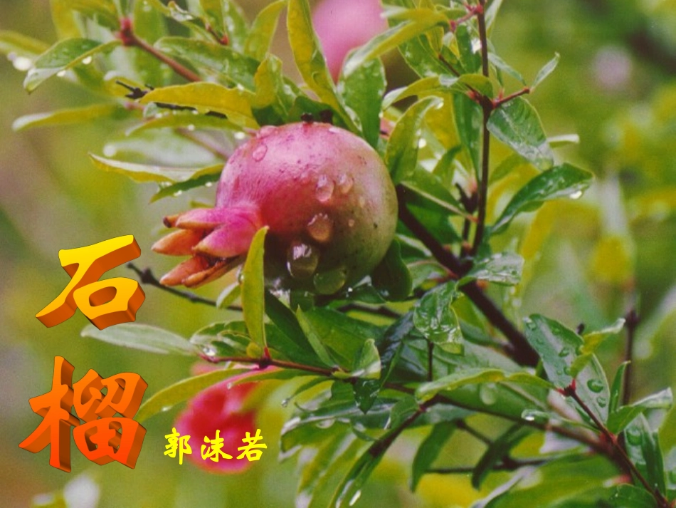 《石榴》教学课件-(2)_第3页