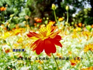15《一路花香》ppt课件1