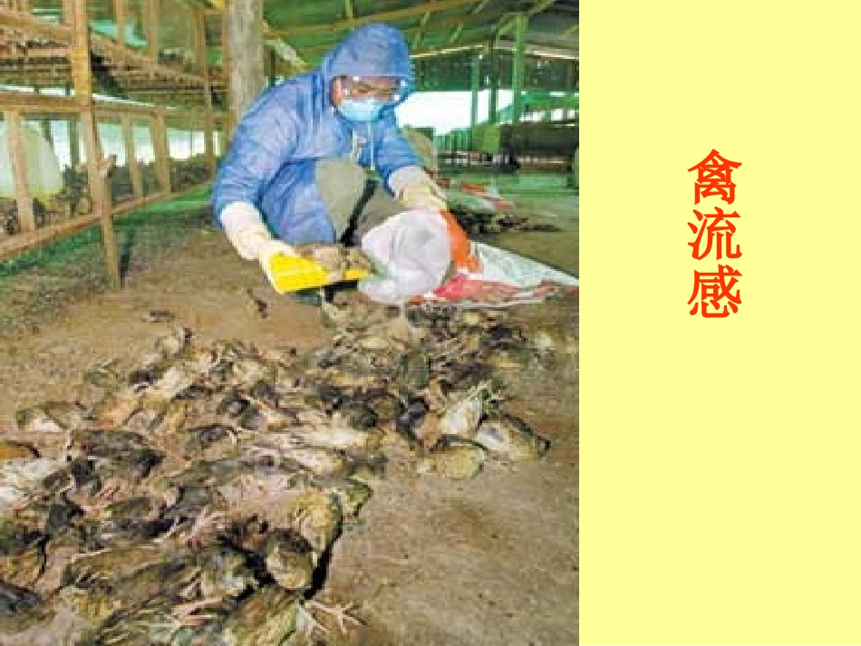 八年级语文生物入侵者4_第2页