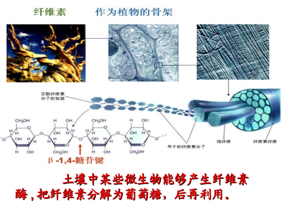 课题3-分解纤维素的微生物的分离-(2)_第3页