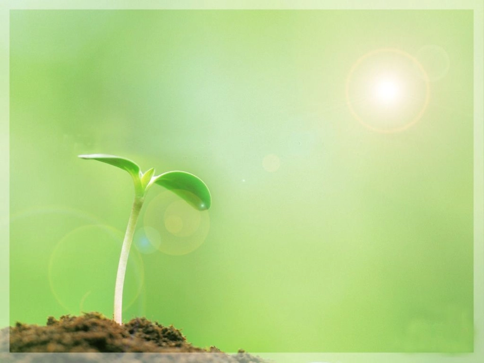 种子发芽实验(一)-(4)_第1页