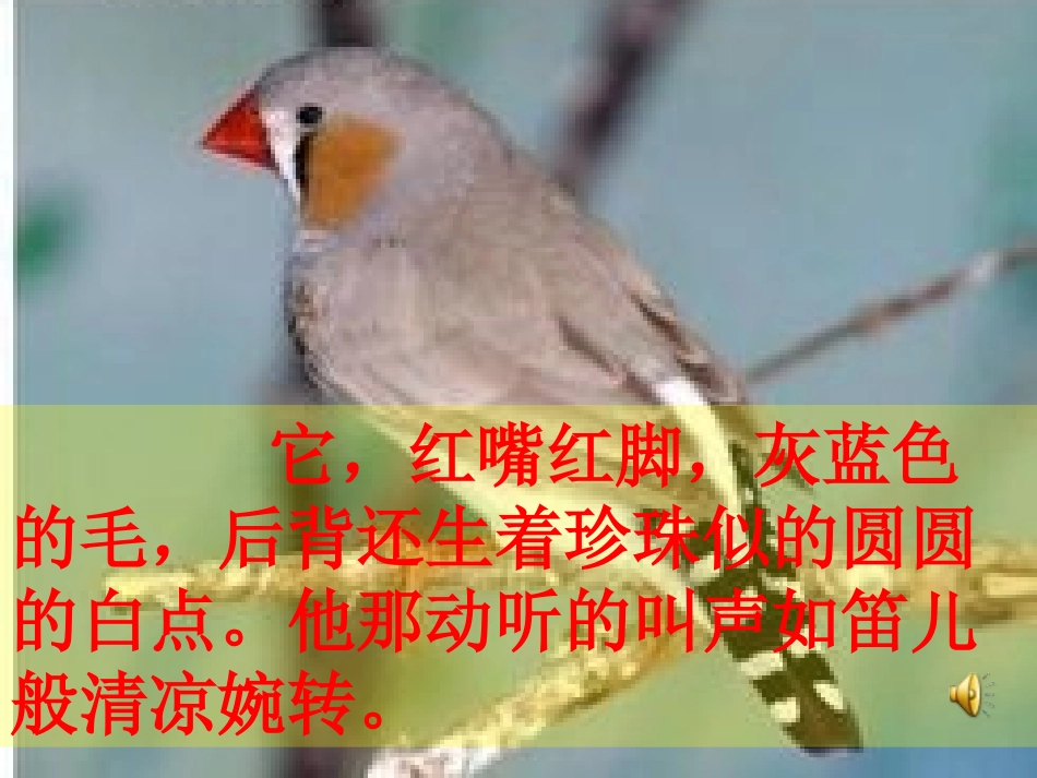 五年级语文上册第四组16.珍珠鸟第一课时课件_第1页
