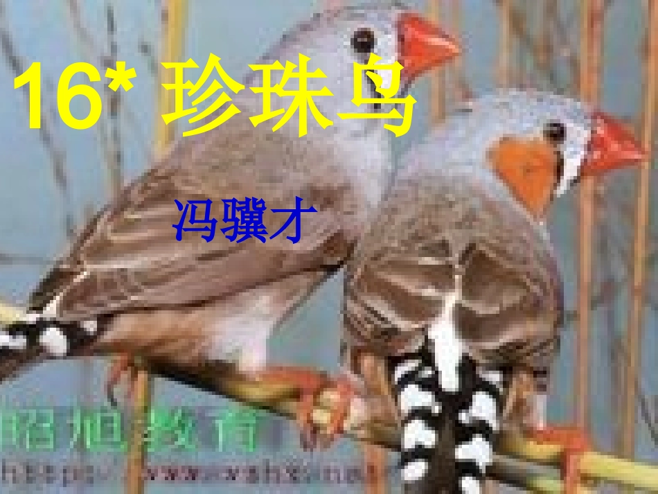 五年级语文上册第四组16.珍珠鸟第一课时课件_第2页