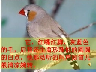 五年级语文上册第四组16.珍珠鸟第一课时课件