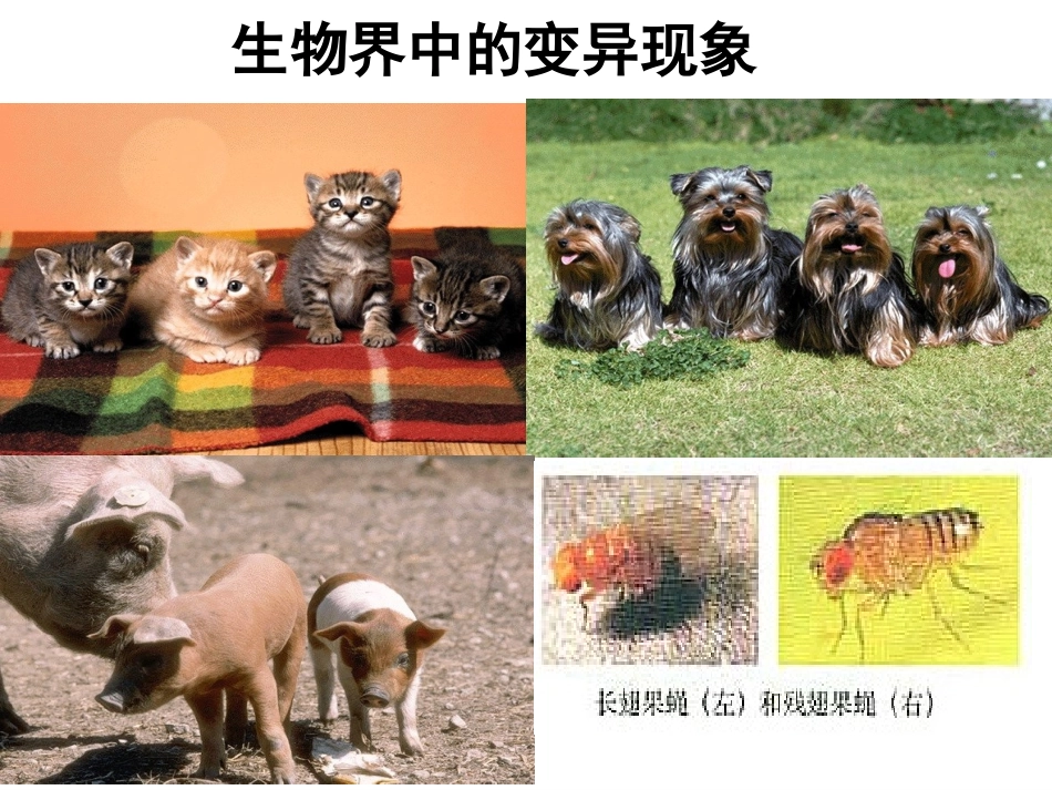 必修二5.1基因突变和基因重组_第1页