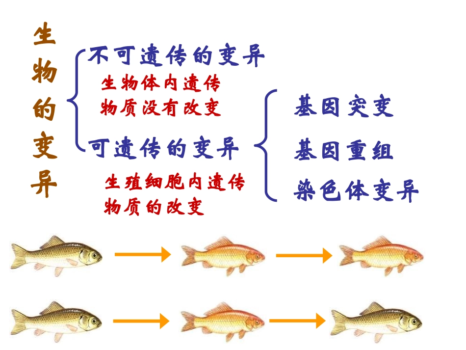 必修二5.1基因突变和基因重组_第3页