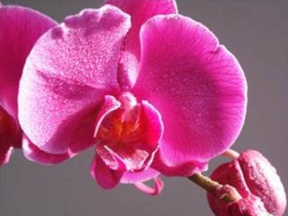 花儿为什么这样红-(3)_第3页