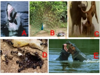 16.2动物的行为1