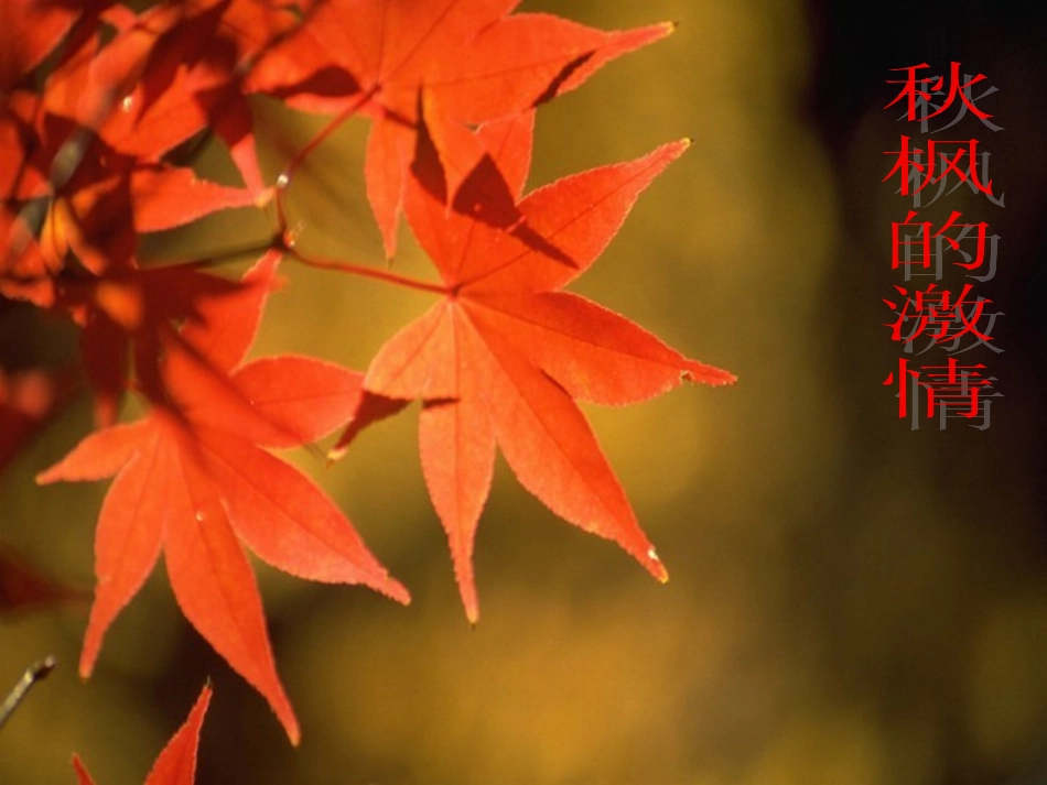 《大自然的语言》课件_第3页