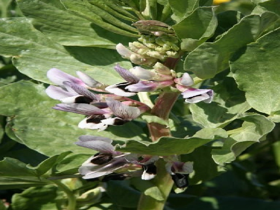 科学6.2植物的主要类群（华师大七年级上）_第2页