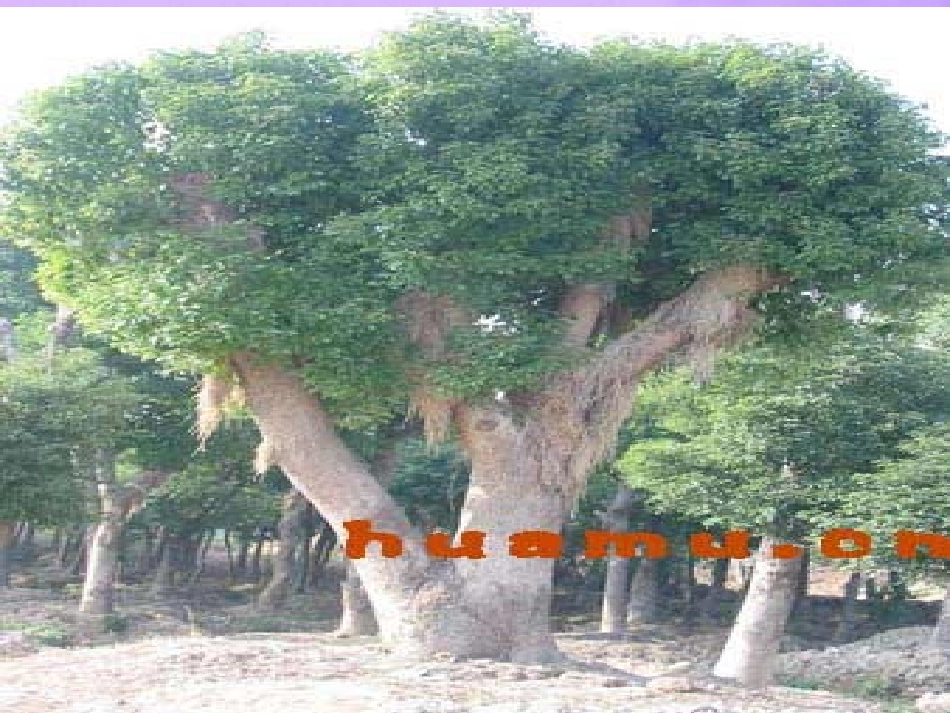 科学6.2植物的主要类群（华师大七年级上）_第3页