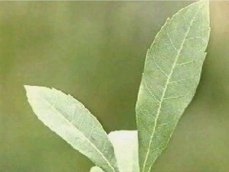 小学语文三年级课件-我爱故乡的杨梅_第3页