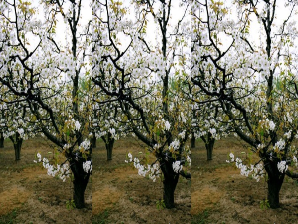 (部编)初中语文人教2011课标版七年级下册驿路梨花ppt-(5)_第1页