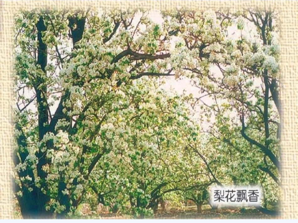 (部编)初中语文人教2011课标版七年级下册驿路梨花ppt-(5)_第3页