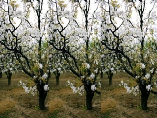 (部编)初中语文人教2011课标版七年级下册驿路梨花ppt-(5)