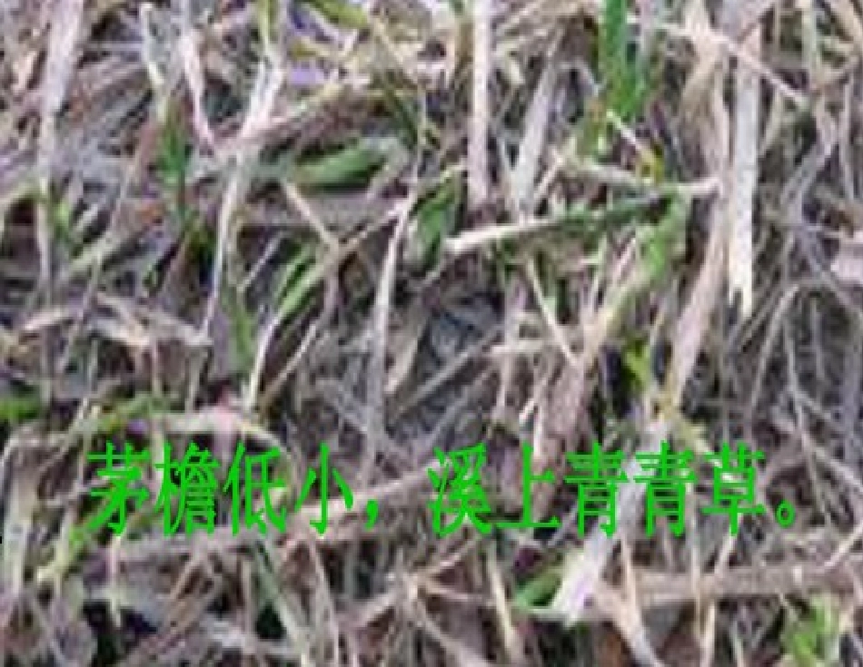 教科版四年级上册《小草》PPT课件.兰晓娟_第3页
