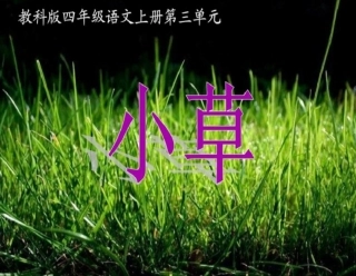 教科版四年级上册《小草》PPT课件.兰晓娟