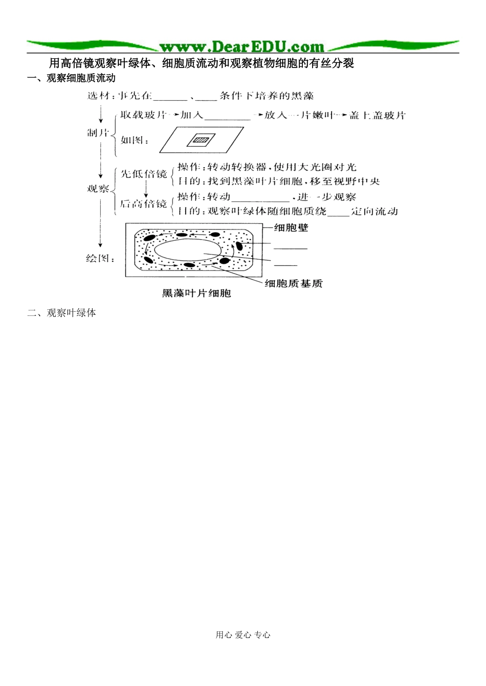 观察植物细胞的有丝分裂_第1页