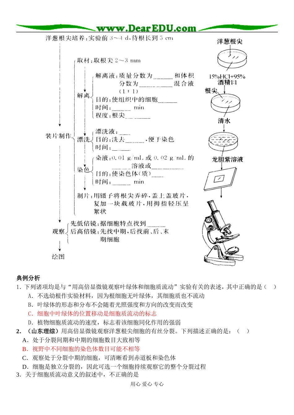 观察植物细胞的有丝分裂_第3页