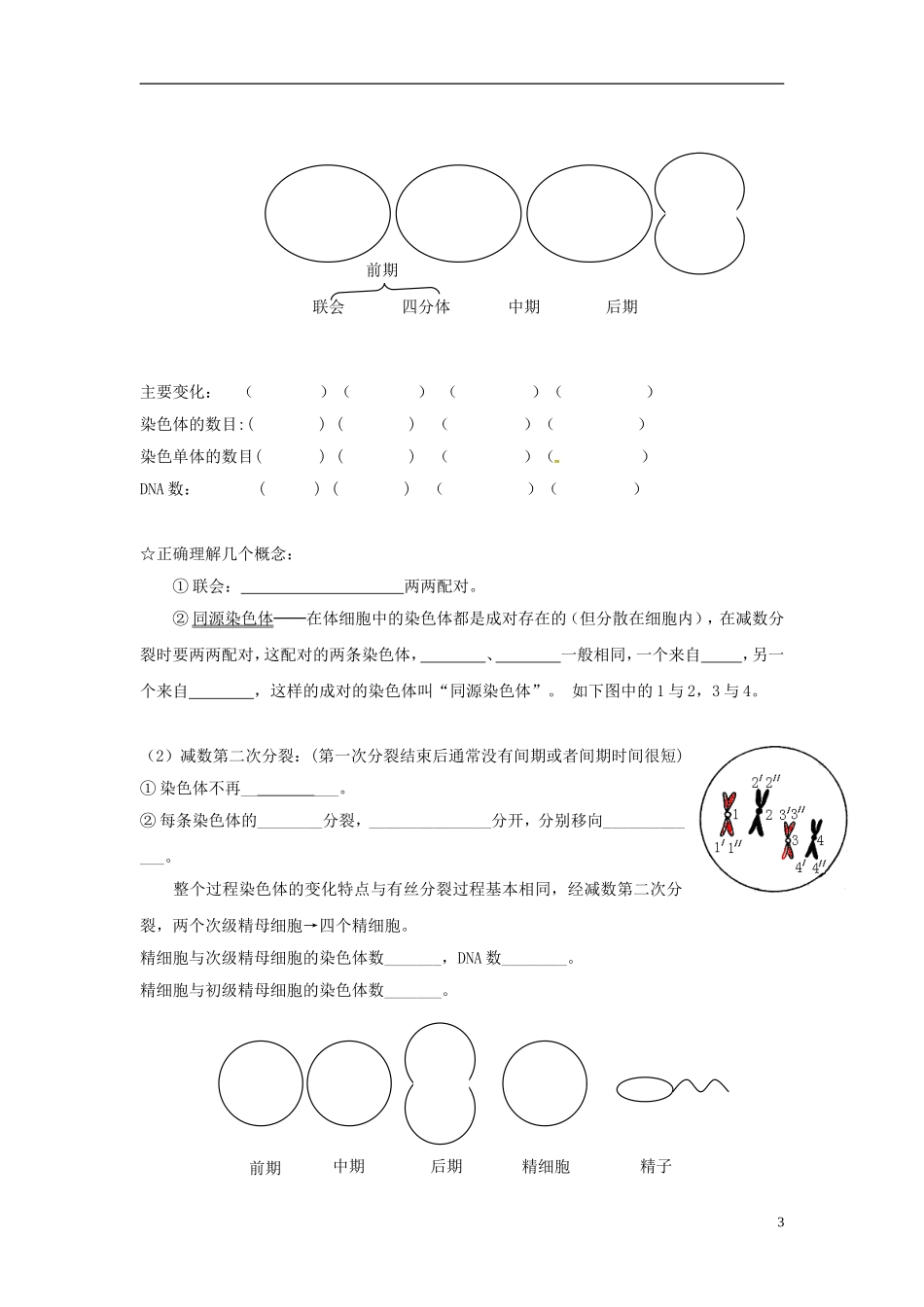 海南省海口市第十四中学高中生物 第二章第1节 减数分裂和受精作用学案（1）学案 新人教版必修2_第3页