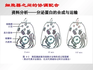 细胞器协调配合