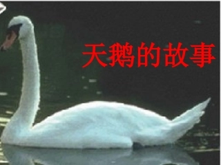 天鹅的故事MicrosoftPowerPoint演示文稿