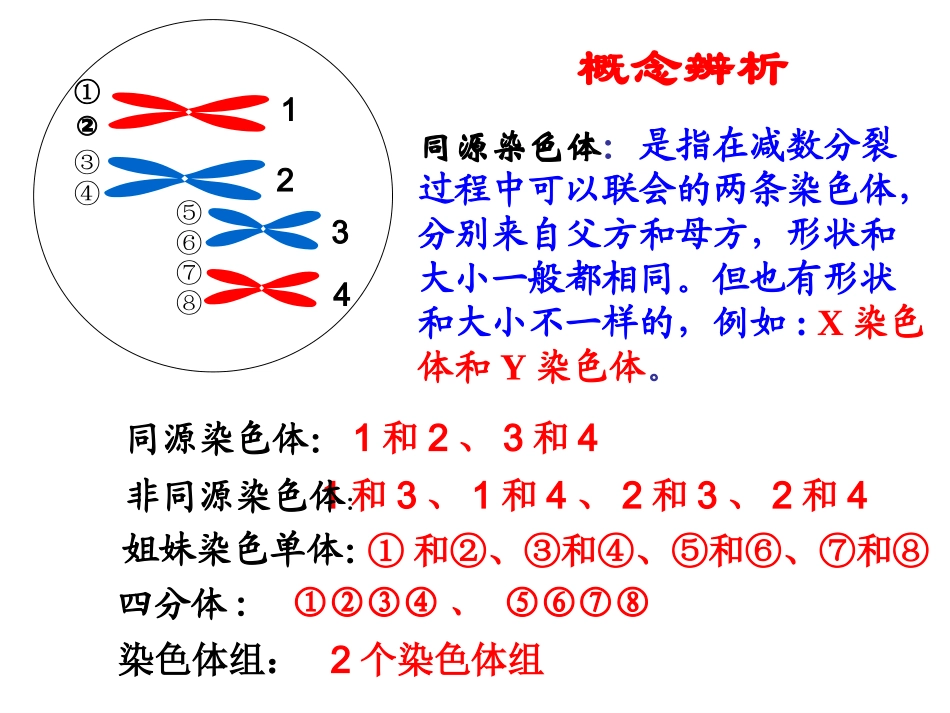 减数分裂的复习_第2页