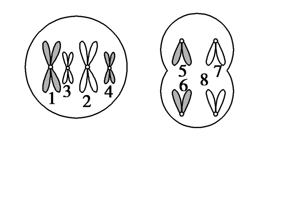 减数分裂的复习_第3页