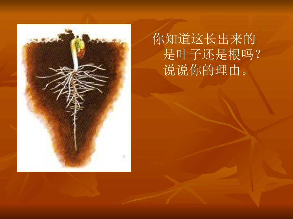 我们先看到了根_第3页