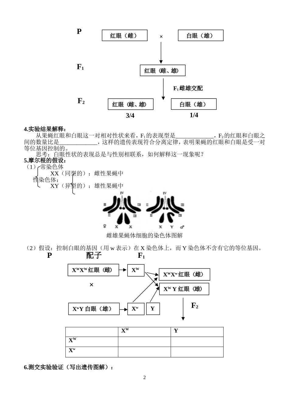 减数分裂和受精作用3_第2页