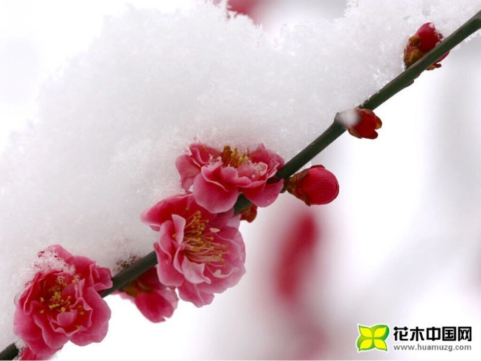 第四节-珍爱生命-拒绝毒品_第1页