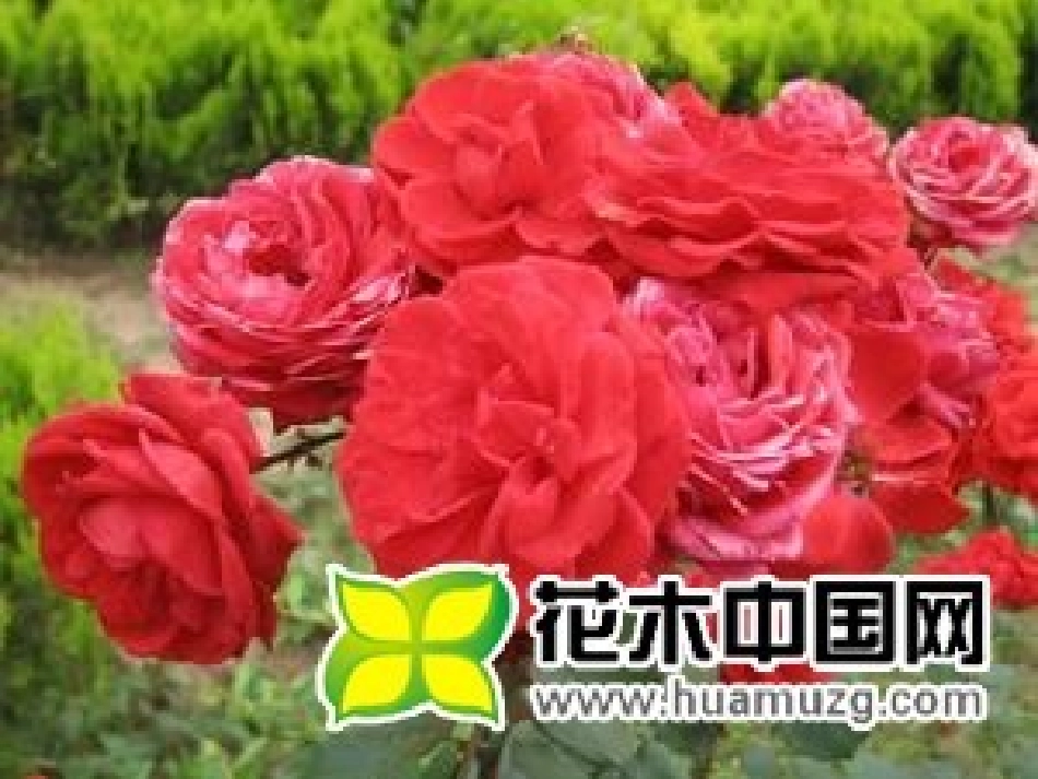 第四节-珍爱生命-拒绝毒品_第2页