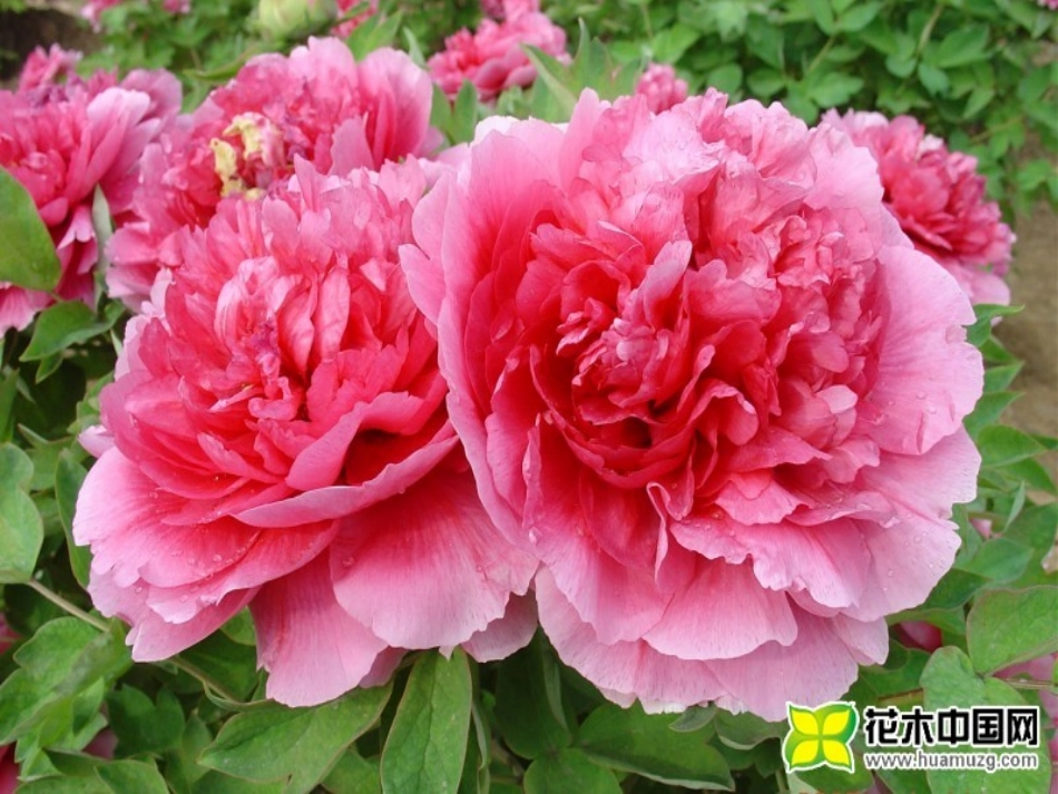 第四节-珍爱生命-拒绝毒品_第3页