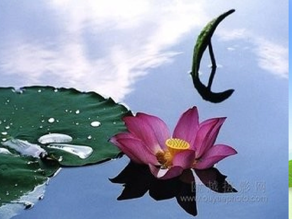 第四单元说课幻灯片_第1页