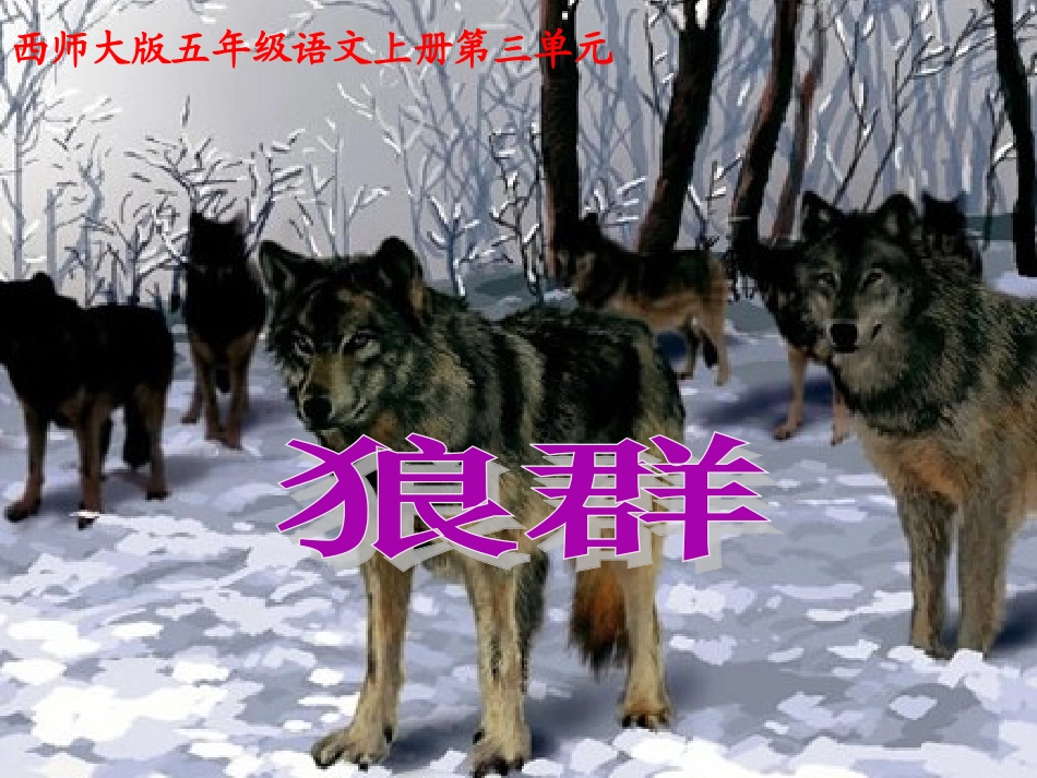 公开课11《狼群》课件PPT_第1页