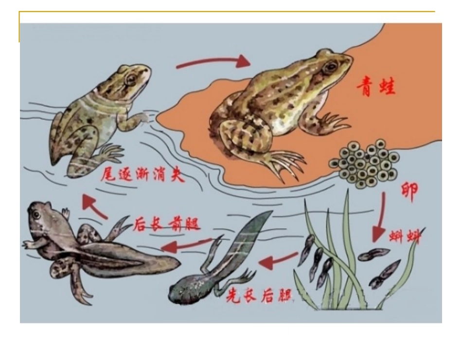 第五节-两栖动物(第一课时)_第3页