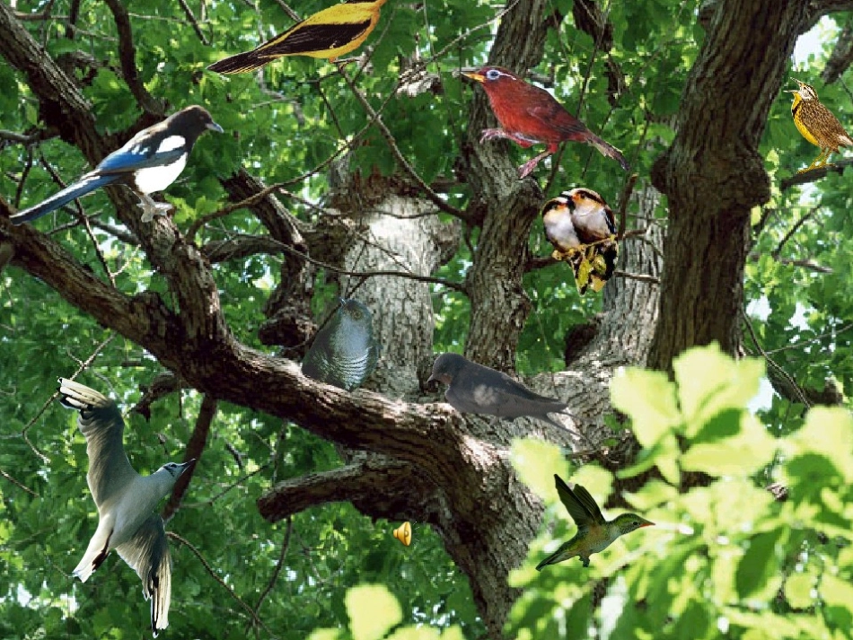 《鸟语》课件_第2页