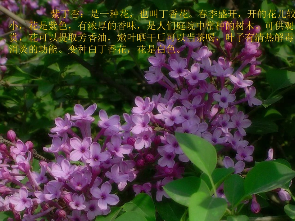 一株紫丁香一课时_第3页