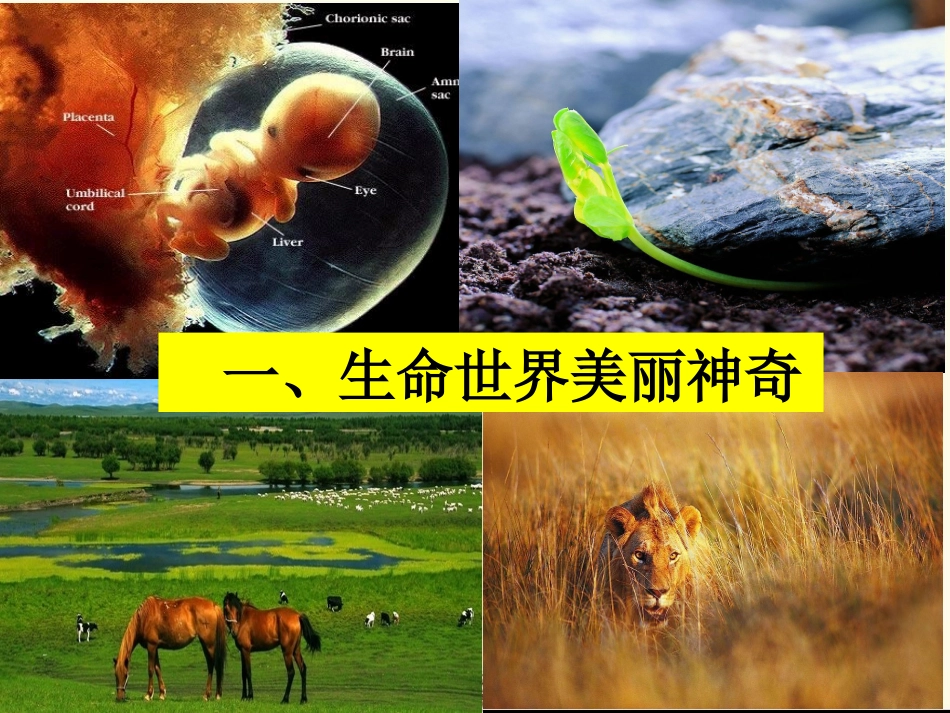 《5.1-珍爱生命》课件2_第3页