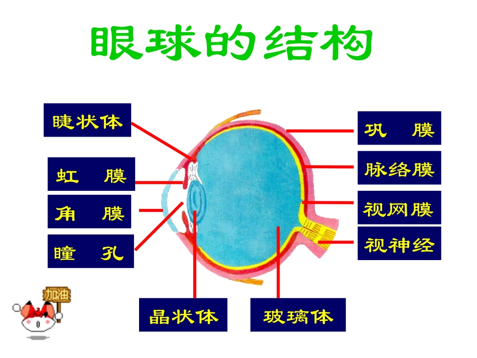 第一节--人体对外界环境的感知(28PPT)_第3页