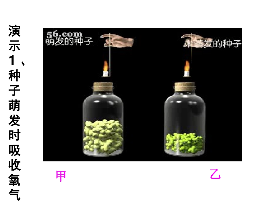 生物：4.2《绿色植物对有机物的利用》课件(人教版七年级上)_第3页