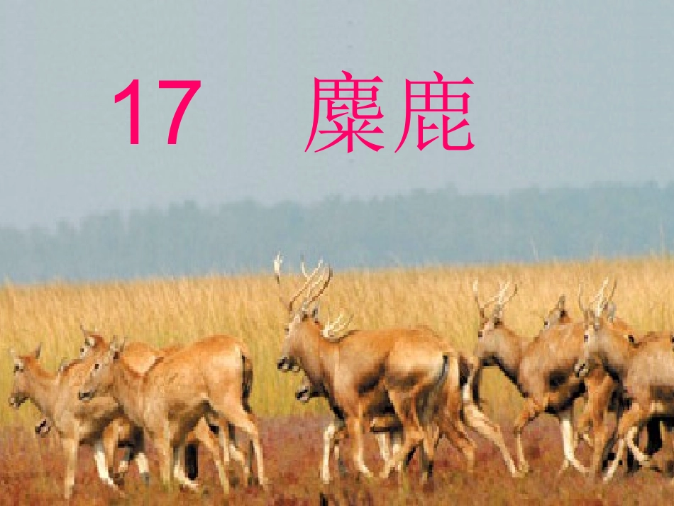 麋鹿(重点一课)_第1页