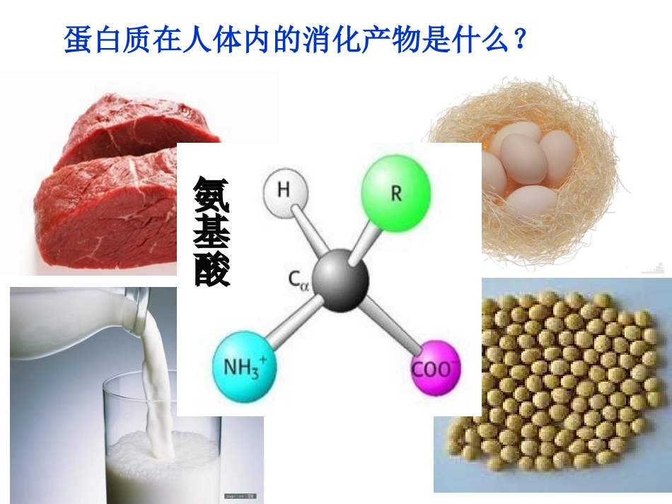 必修一2.2蛋白质生命活动的承担者_第3页