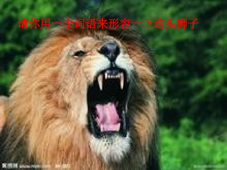 小狮子-新-_第1页
