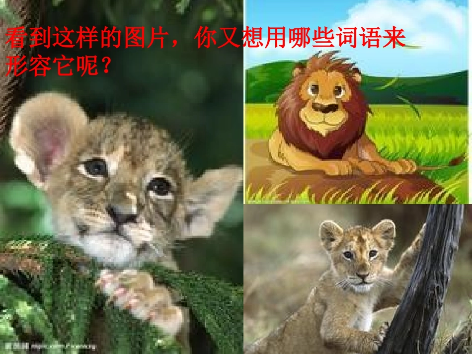 小狮子-新-_第2页