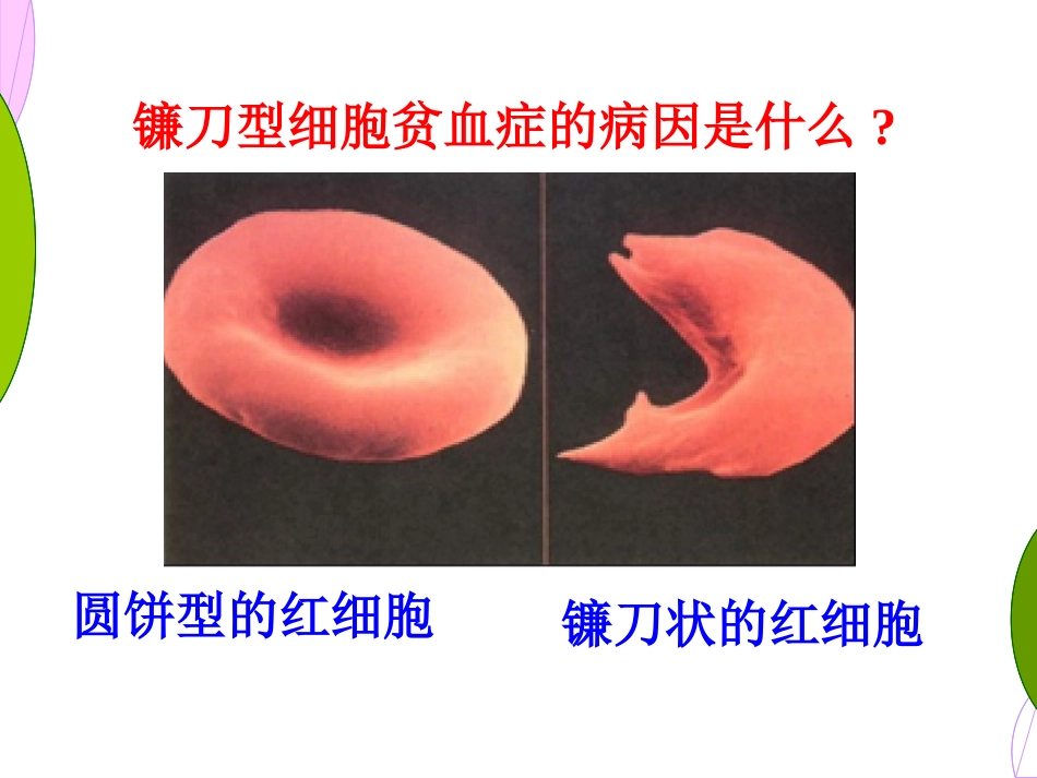 5.1《基因突变和基因重组》-课件-顾良国_第3页