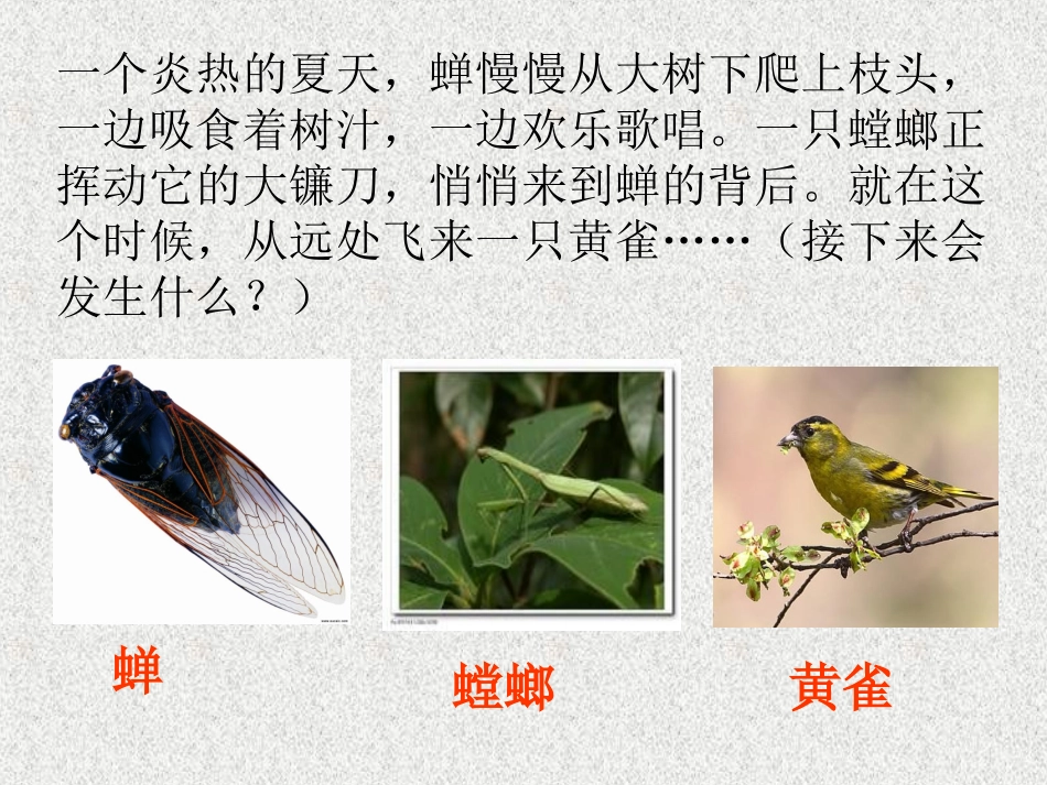 《有趣的食物链》1课件_第2页