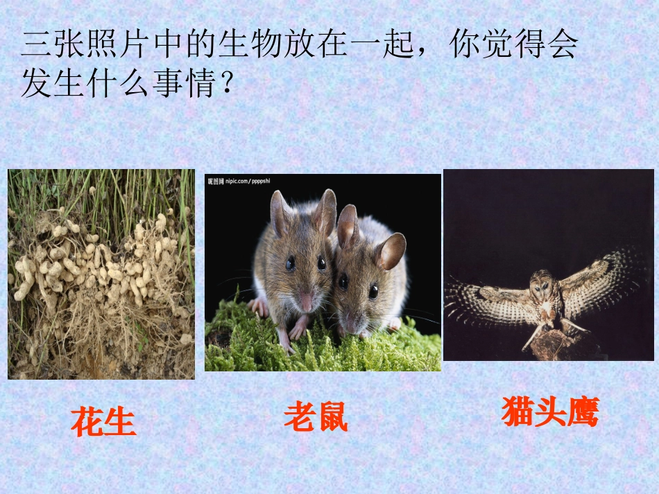 《有趣的食物链》1课件_第3页